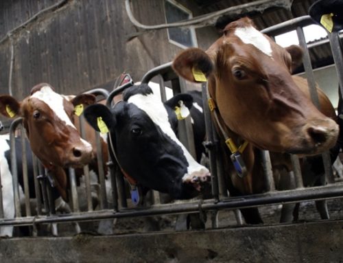 Toscana: bando da tre milioni di euro per il benessere animale in allevamento