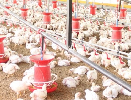 Avec: costi +37,5% e produzione -44% se tutte le aziende di carne avicola Ue adottassero l’Ecc (3). Compassion in World Farming: “Manca una visione olistica di sostenibilità”