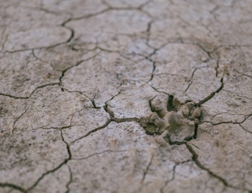 Italia divisa tra siccità e grandine, danni enormi all’agricoltura