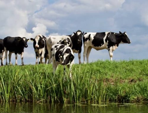 L’alga rossa nell’alimentazione delle vacche da latte riduce le emissioni di metano, secondo una ricerca australiana