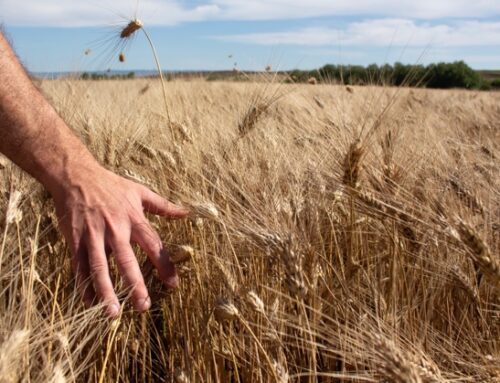 Filiera Ercole Punto Zero (Gruppo Cellino): nel 2024, produzione di grano 100% sardo a 350mila quintali